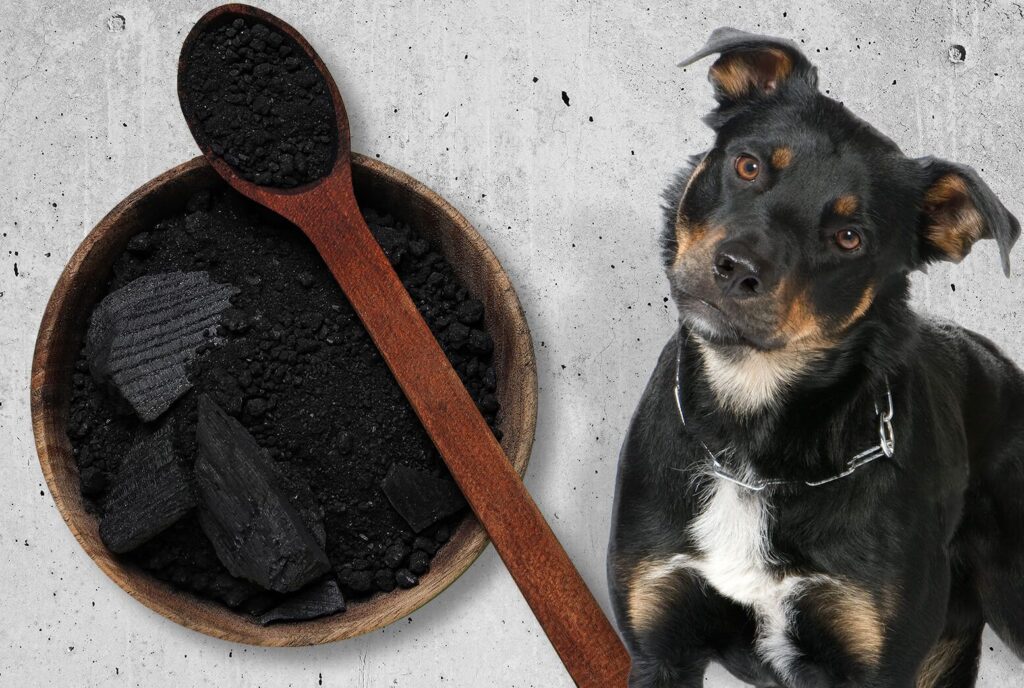Carvão ativado para cães