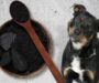Carvão ativado para cães